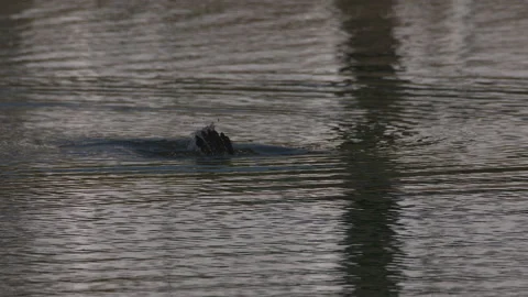 Double crested cormorant dives in 2 Stock Footage 152323920