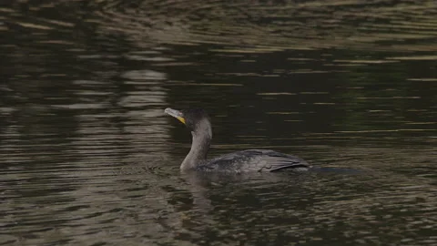 Double crested cormorant dives in for fish Stock Footage 152324116