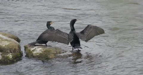 Double crested Cormorant dries its outstretched wings on a river rock Stock Footage 329451258