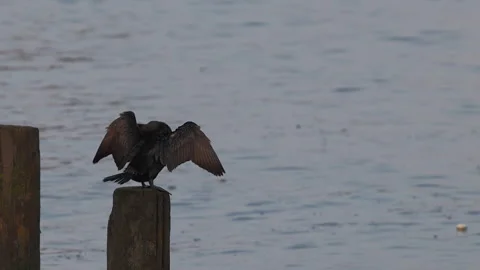Double-crested Cormorant Drying Wings on Wooden Post Stock Footage 341369062