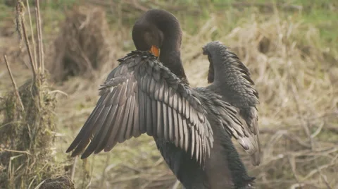 Double-Crested Cormorant Stock Footage 1059672