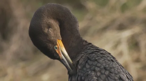 Double-Crested Cormorant Stock Footage 1059682