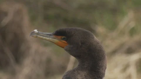 Double-Crested Cormorant Stock Footage 1059691