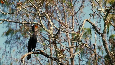 Double-crested cormorant Stock Footage 70901405