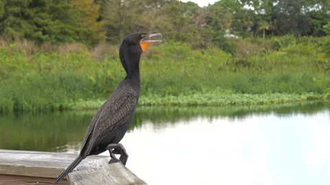 Double-Crested Cormorant Stock Footage 285320735