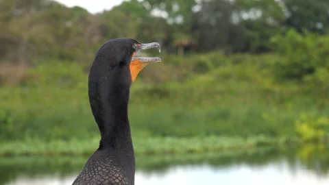 Double-Crested Cormorant Stock Footage 285320773