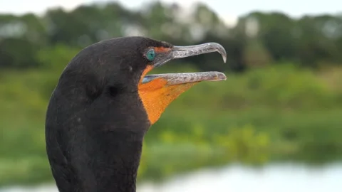 Double-Crested Cormorant Stock Footage 285320780