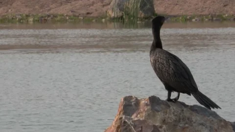 Double-Crested Cormorant with a great View in New Mexico. Stock Footage 157241107