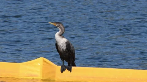 Double-crested cormorant perched on yellow retaining wall Stock Footage 166316970