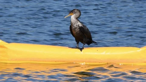 Double crested cormorant perched on a yellow floating wall Stock Footage 166317381