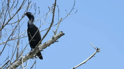 Double-crested Cormorant Perches High in a Tree. 스톡 동영상 187816538