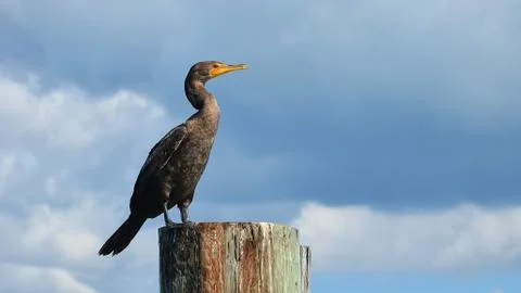 Double-crested Cormorant Stock Photos