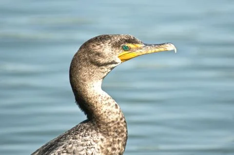 Double Crested Cormorant Stock-Fotos