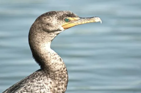 Double Crested Cormorant Stock-Fotos