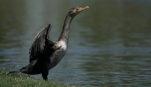 Double Crested Cormorant Stock-Fotos
