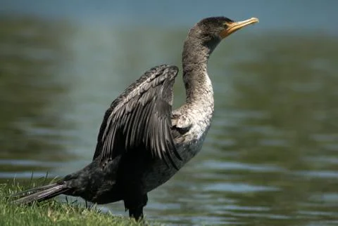 Double Crested Cormorant Stock Photos