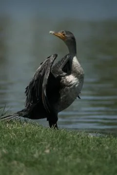 Double Crested Cormorant Stock Photos