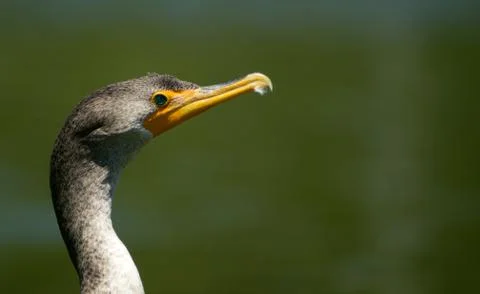 Double Crested Cormorant Stock Photos