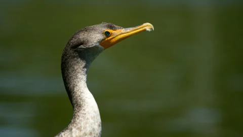 Double Crested Cormorant Stock Photos