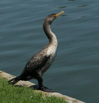 Double Crested Cormorant Stock Photos