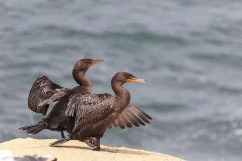 Double-crested Cormorant Stock Photos