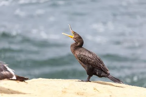 Double-crested Cormorant Stock Photos