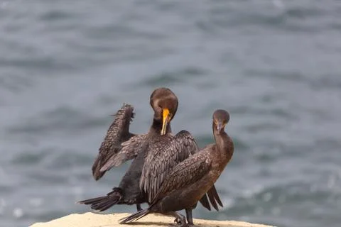 Double-crested Cormorant Stock Photos