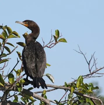 Double-crested Cormorant Stock Photos