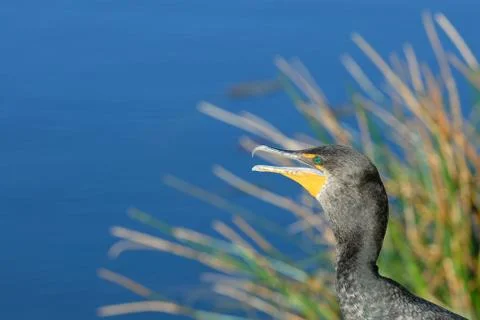Double-crested cormorant Stock-Fotos