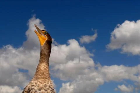 Double-crested cormorant Stock-Fotos