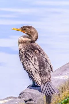 Double-crested cormorant. 스톡 사진