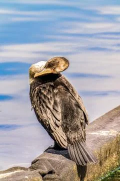 Double-crested cormorant. Stock Photos