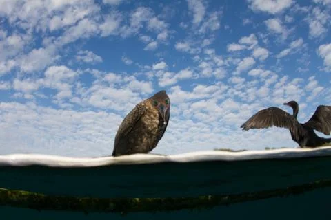 Double-crested Cormorant Stock Photos