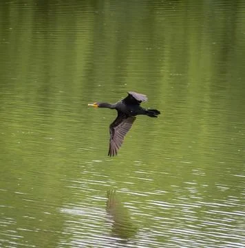 Double Crested Cormorant Stock Photos