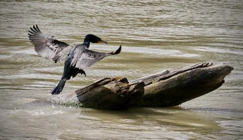 Double-crested Cormorant Stock Photos