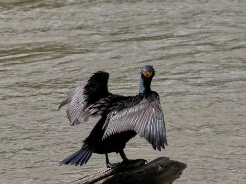 Double-crested Cormorant Stock Photos