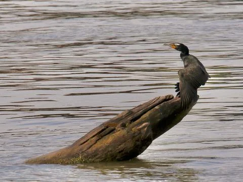 Double-crested Cormorant Stock Photos