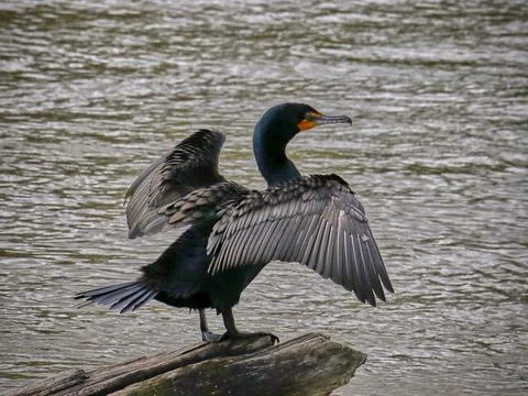 Double-crested Cormorant Stock Photos