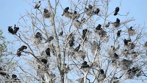 A Double-crested Cormorant Rookery Stock Footage 130614770