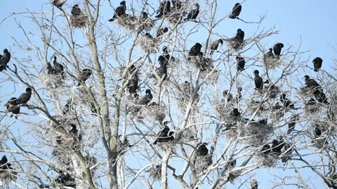 A Double-crested Cormorant Rookery Stock Footage 130614792