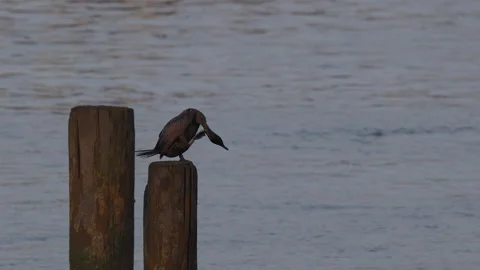 Double-crested Cormorant Scrating Neck with Foot and Preening Stock Footage 341369268