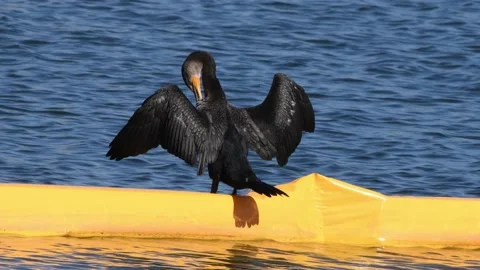 Double crested Cormorant spreads it's wings to dry while perched Stock Footage 166317897
