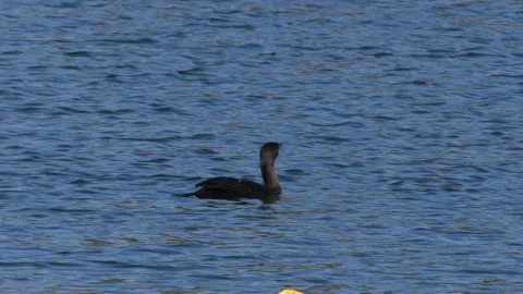 Double crested cormorant swimming Stock Footage 166316610