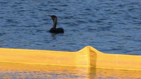 Double crested cormorant swimming next to a floating barrier Stock Footage 166316803