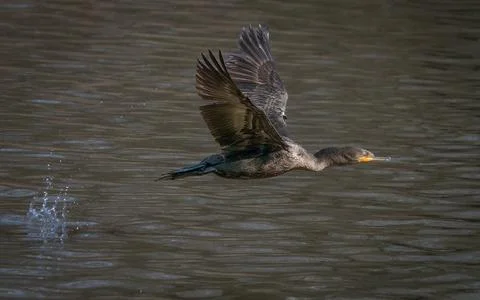 Double-crested Cormorant Taking Flight Stock Photos