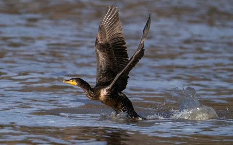 Double-crested Cormorant Taking Flight Stock Photos
