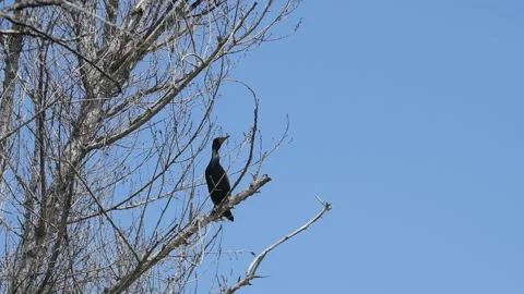 Double-Crested Cormorant in a Tree. 스톡 동영상 188569483