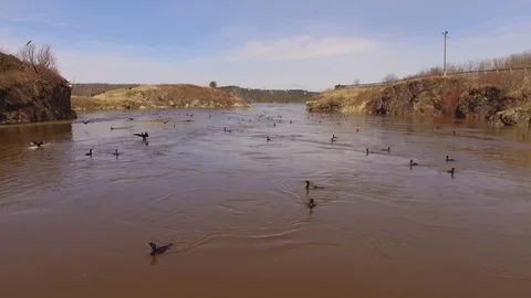 Double-crested cormorants in flight drone Phalacrocorax auritus Stock Footage 93954087