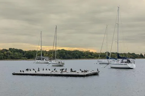 Double-Crested Cormorants on Floating Dock in Perth Amboy Stock Photos