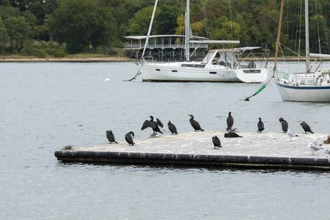 Double-Crested Cormorants on Floating Dock in Perth Amboy Stock Photos